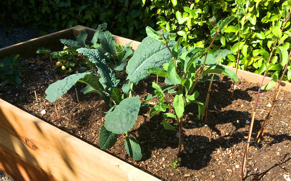 DIY Planter Box