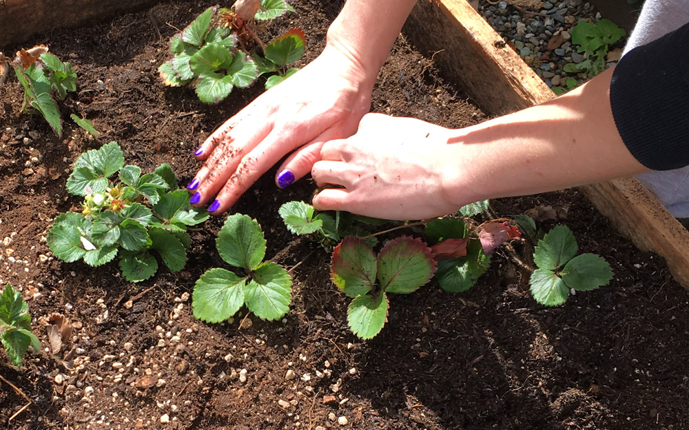 Planting Strawberries