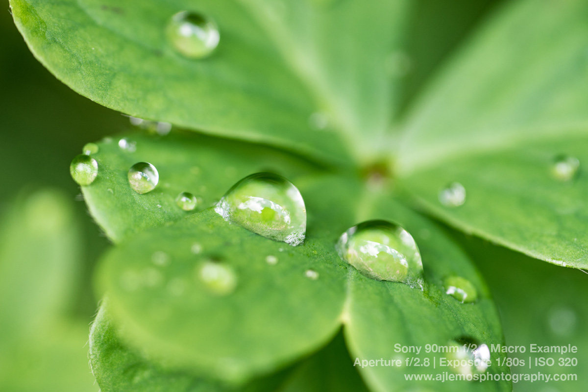 Dew drops on a clover with the Sony 90mm Macro lens